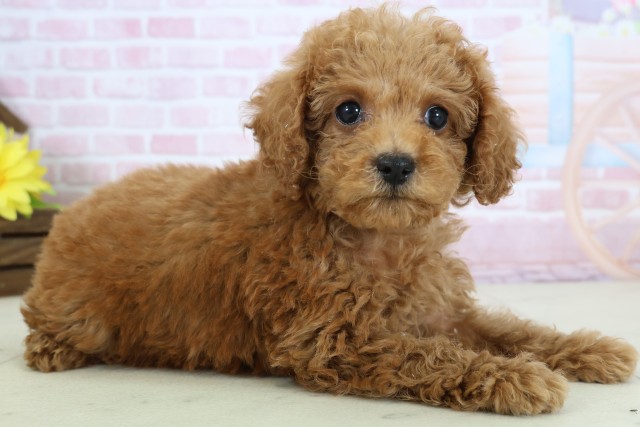 愛媛県のトイプードル(トイ) (Coo&RIKUイオンタウン川之江店/2025年12月16日生まれ/女の子/レッド)の子犬の2枚目の画像