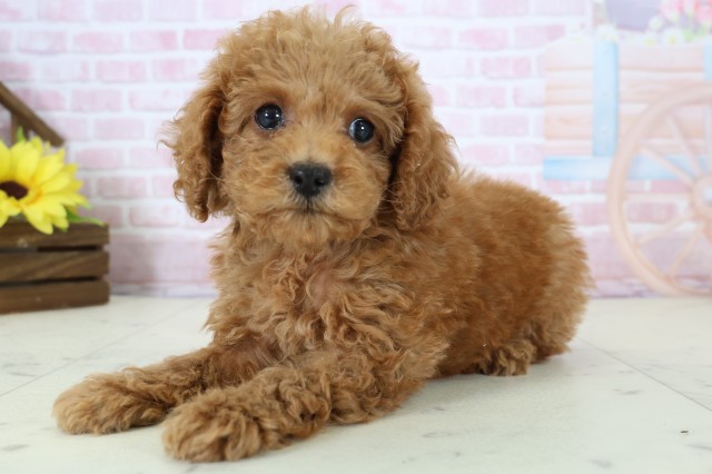 愛媛県のトイプードル(トイ) (Coo&RIKUイオンタウン川之江店/2025年12月16日生まれ/女の子/レッド)の子犬の3枚目の画像