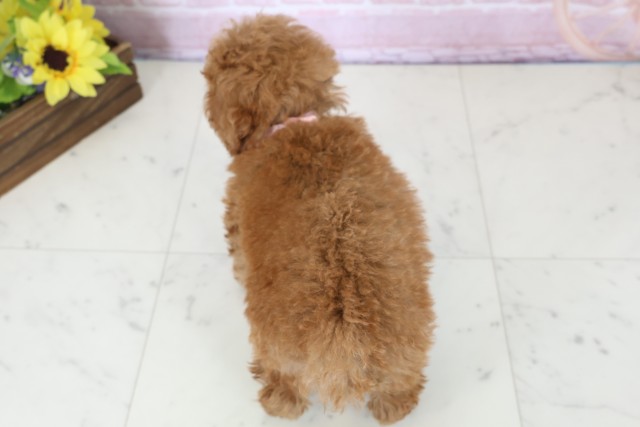 愛媛県のトイプードル(トイ) (Coo&RIKUイオンタウン川之江店/2025年12月16日生まれ/女の子/レッド)の子犬の4枚目の画像