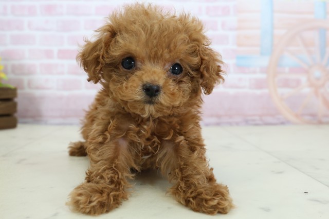 愛媛県のトイプードル(トイ) (Coo&RIKU愛媛松山店/2025年12月16日生まれ/女の子/レッド)の子犬の1枚目の画像