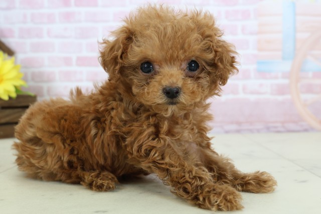 愛媛県のトイプードル(トイ) (Coo&RIKU愛媛松山店/2025年12月16日生まれ/女の子/レッド)の子犬の2枚目の画像