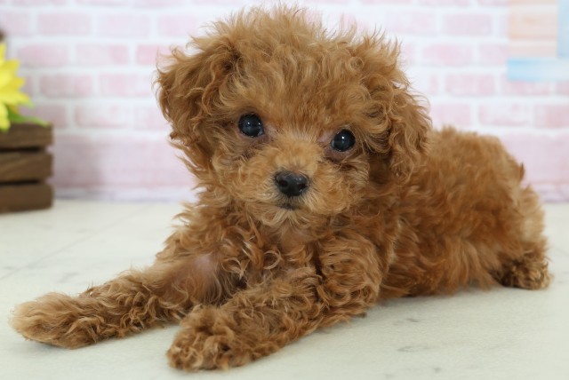 愛媛県のトイプードル(トイ) (Coo&RIKU愛媛松山店/2025年12月16日生まれ/女の子/レッド)の子犬の3枚目の画像