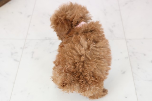 愛媛県のトイプードル(トイ) (Coo&RIKU愛媛松山店/2025年12月16日生まれ/女の子/レッド)の子犬の4枚目の画像