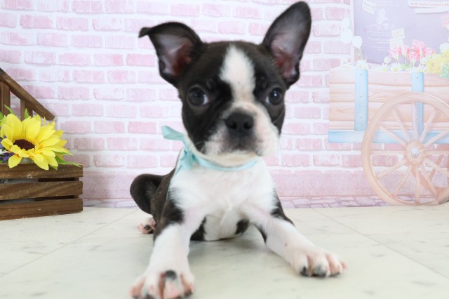 愛媛県のボストンテリア (Coo&RIKU愛媛松山店/2025年11月27日生まれ/男の子/ボストンカラー)の子犬の1枚目の画像