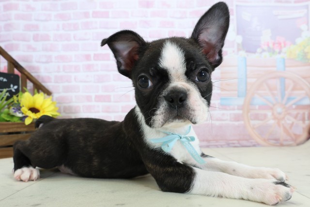 愛媛県のボストンテリア (Coo&RIKU愛媛松山店/2025年11月27日生まれ/男の子/ボストンカラー)の子犬の2枚目の画像