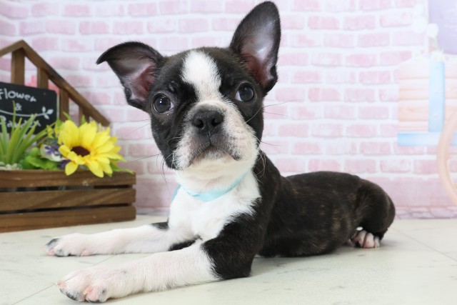 愛媛県のボストンテリア (Coo&RIKU愛媛松山店/2025年11月27日生まれ/男の子/ボストンカラー)の子犬の3枚目の画像