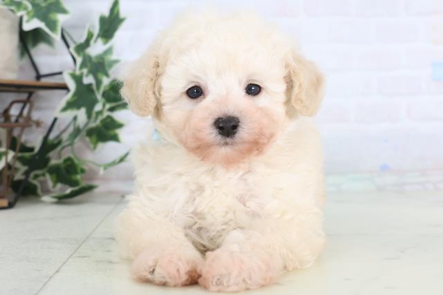 愛媛県のトイプードル(トイ) (Coo&RIKU愛媛松山店/2025年12月15日生まれ/男の子/クリーム)の子犬の1枚目の画像