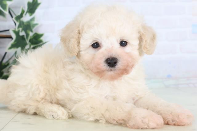 愛媛県のトイプードル(トイ) (Coo&RIKU愛媛松山店/2025年12月15日生まれ/男の子/クリーム)の子犬の2枚目の画像