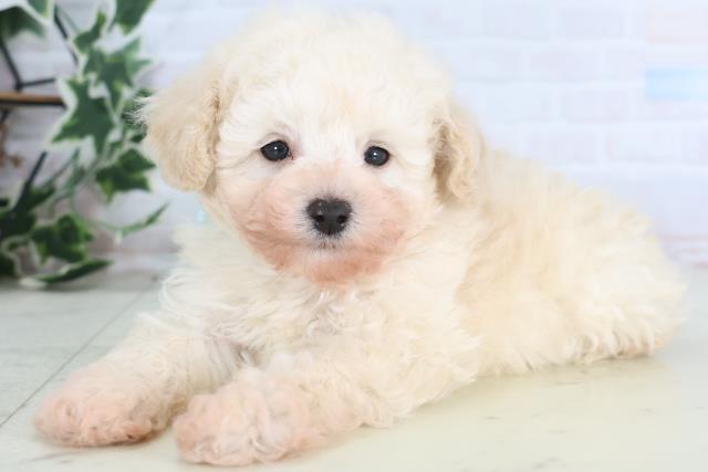 愛媛県のトイプードル(トイ) (Coo&RIKU愛媛松山店/2025年12月15日生まれ/男の子/クリーム)の子犬の3枚目の画像