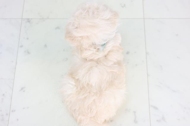 愛媛県のトイプードル(トイ) (Coo&RIKU愛媛松山店/2025年12月15日生まれ/男の子/クリーム)の子犬の4枚目の画像