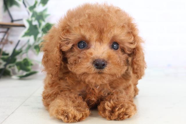 香川県のトイプードル(トイ) (Coo&RIKU高松上福岡店/2025年12月7日生まれ/男の子/アプリコット)の子犬の1枚目の画像
