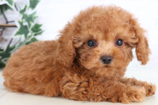 香川県のトイプードル(トイ) (Coo&RIKU高松上福岡店/2025年12月7日生まれ/男の子/アプリコット)の子犬の2枚目の画像