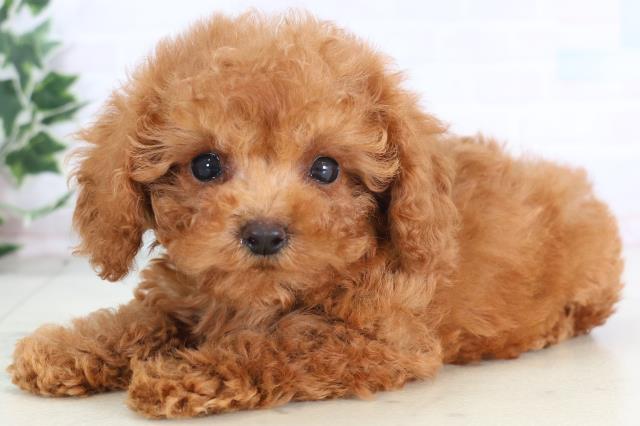 香川県のトイプードル(トイ) (Coo&RIKU高松上福岡店/2025年12月7日生まれ/男の子/アプリコット)の子犬の3枚目の画像