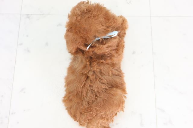 香川県のトイプードル(トイ) (Coo&RIKU高松上福岡店/2025年12月7日生まれ/男の子/アプリコット)の子犬の4枚目の画像