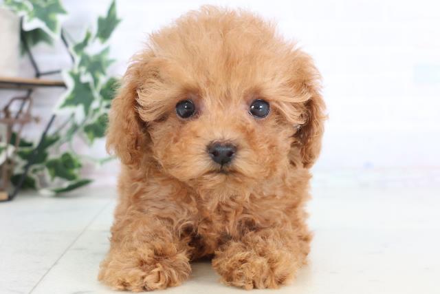高知県のトイプードル(トイ) (Coo&RIKU高知御座店/2025年12月7日生まれ/女の子/アプリコット)の子犬の1枚目の画像