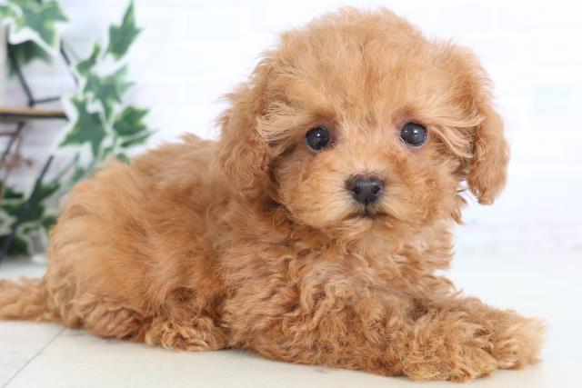高知県のトイプードル(トイ) (Coo&RIKU高知御座店/2025年12月7日生まれ/女の子/アプリコット)の子犬の2枚目の画像