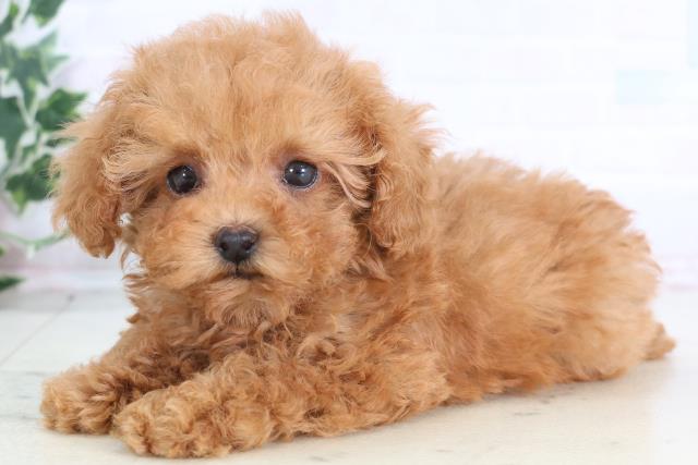 高知県のトイプードル(トイ) (Coo&RIKU高知御座店/2025年12月7日生まれ/女の子/アプリコット)の子犬の3枚目の画像