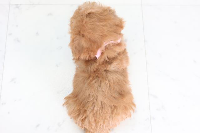 高知県のトイプードル(トイ) (Coo&RIKU高知御座店/2025年12月7日生まれ/女の子/アプリコット)の子犬の4枚目の画像