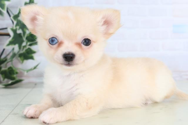 島根県のチワワ(ロング) (Coo&RIKU出雲店/2025年12月13日生まれ/男の子/クリーム)の子犬の3枚目の画像