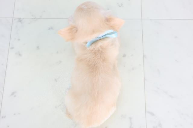 島根県のチワワ(ロング) (Coo&RIKU出雲店/2025年12月13日生まれ/男の子/クリーム)の子犬の4枚目の画像