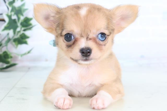 島根県のチワワ(ロング) (Coo&RIKU出雲店/2025年12月13日生まれ/女の子/フォーンマール)の子犬の1枚目の画像