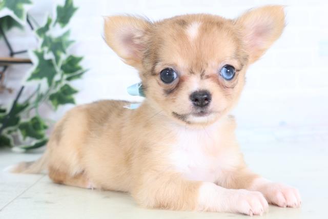 島根県のチワワ(ロング) (Coo&RIKU出雲店/2025年12月13日生まれ/女の子/フォーンマール)の子犬の2枚目の画像