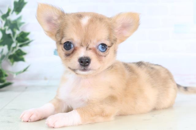 島根県のチワワ(ロング) (Coo&RIKU出雲店/2025年12月13日生まれ/女の子/フォーンマール)の子犬の3枚目の画像