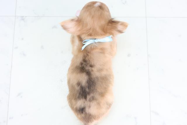 島根県のチワワ(ロング) (Coo&RIKU出雲店/2025年12月13日生まれ/女の子/フォーンマール)の子犬の4枚目の画像