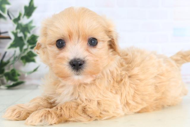 香川県のマルプー(マルチーズ×プードル) (Coo&RIKU高松上福岡店/2025年12月15日生まれ/男の子/アプリコット)の子犬の3枚目の画像