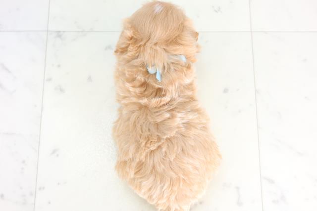 香川県のマルプー(マルチーズ×プードル) (Coo&RIKU高松上福岡店/2025年12月15日生まれ/男の子/アプリコット)の子犬の4枚目の画像