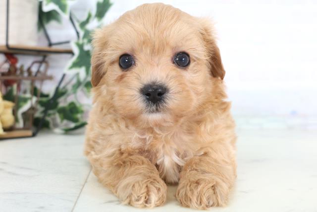 広島県のマルプー(マルチーズ×プードル) (Coo&RIKUゆめタウン大竹店/2025年12月15日生まれ/男の子/アプリコット)の子犬の1枚目の画像