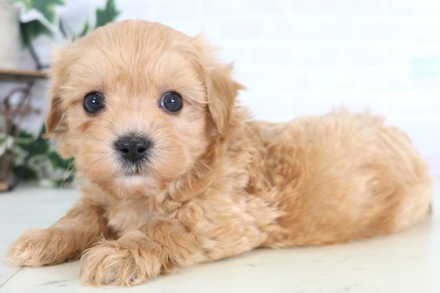 広島県のマルプー(マルチーズ×プードル) (Coo&RIKUゆめタウン大竹店/2025年12月15日生まれ/男の子/アプリコット)の子犬の3枚目の画像