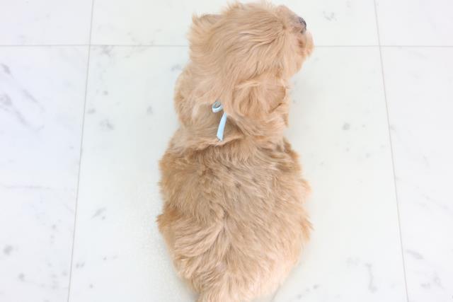 広島県のマルプー(マルチーズ×プードル) (Coo&RIKUゆめタウン大竹店/2025年12月15日生まれ/男の子/アプリコット)の子犬の4枚目の画像