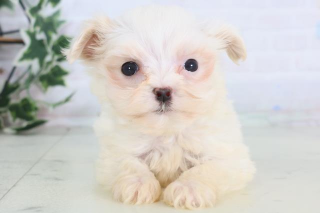 広島県のマルプー(マルチーズ×プードル) (Coo&RIKU広島中央店/2025年12月15日生まれ/女の子/ホワイト)の子犬の1枚目の画像