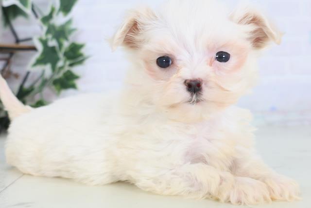 広島県のマルプー(マルチーズ×プードル) (Coo&RIKU広島中央店/2025年12月15日生まれ/女の子/ホワイト)の子犬の2枚目の画像