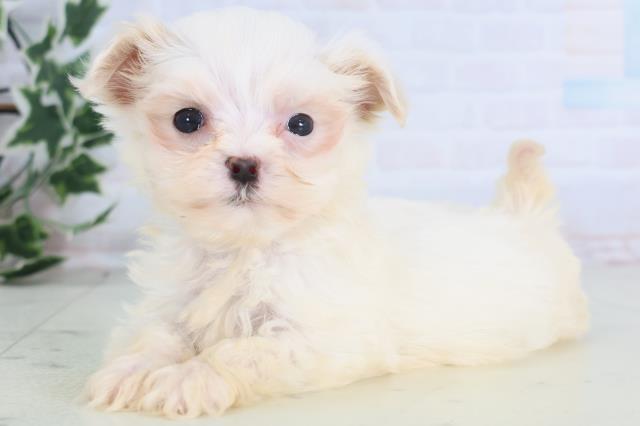 広島県のマルプー(マルチーズ×プードル) (Coo&RIKU広島中央店/2025年12月15日生まれ/女の子/ホワイト)の子犬の3枚目の画像