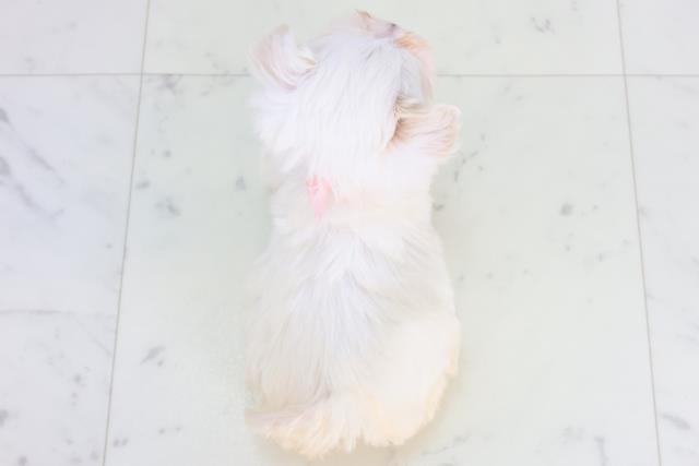 広島県のマルプー(マルチーズ×プードル) (Coo&RIKU広島中央店/2025年12月15日生まれ/女の子/ホワイト)の子犬の4枚目の画像