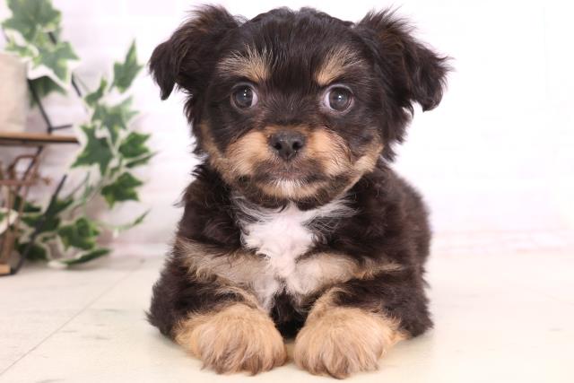 広島県のチワプー/プーチー(チワワ×プードル) (Coo&RIKU東広島店/2025年12月14日生まれ/男の子/ブラックタンホワイト)の子犬の1枚目の画像