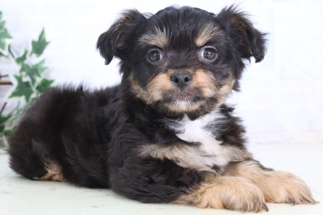 広島県のチワプー/プーチー(チワワ×プードル) (Coo&RIKU東広島店/2025年12月14日生まれ/男の子/ブラックタンホワイト)の子犬の2枚目の画像