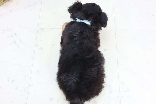 広島県のチワプー/プーチー(チワワ×プードル) (Coo&RIKU東広島店/2025年12月14日生まれ/男の子/ブラックタンホワイト)の子犬の4枚目の画像