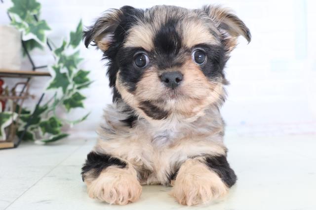 広島県のチワプー/プーチー(チワワ×プードル) (Coo&RIKU東広島店/2025年12月14日生まれ/女の子/ブルーマール)の子犬の1枚目の画像