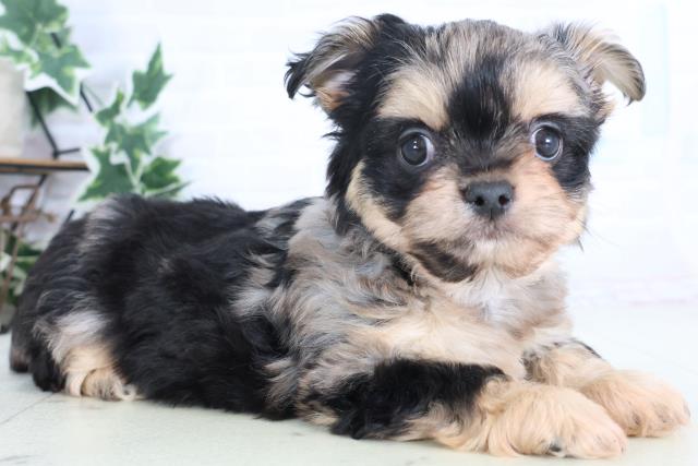 広島県のチワプー/プーチー(チワワ×プードル) (Coo&RIKU東広島店/2025年12月14日生まれ/女の子/ブルーマール)の子犬の2枚目の画像