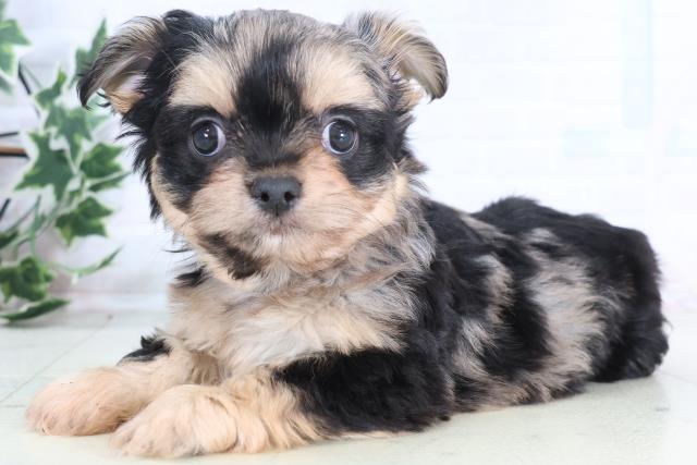 広島県のチワプー/プーチー(チワワ×プードル) (Coo&RIKU東広島店/2025年12月14日生まれ/女の子/ブルーマール)の子犬の3枚目の画像