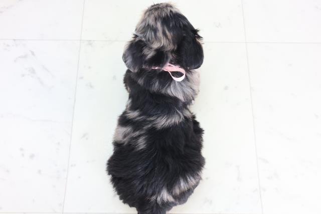 広島県のチワプー/プーチー(チワワ×プードル) (Coo&RIKU東広島店/2025年12月14日生まれ/女の子/ブルーマール)の子犬の4枚目の画像