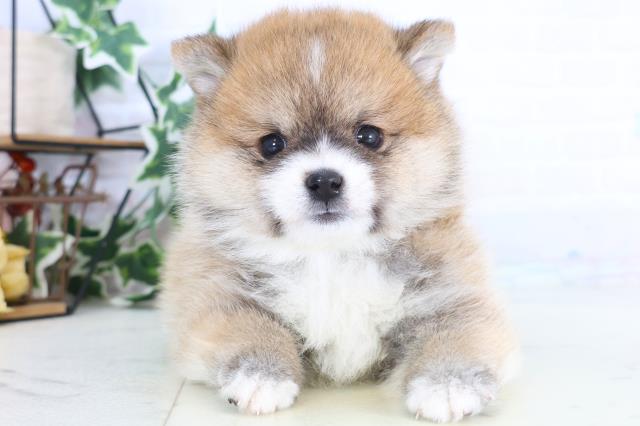 福岡県のポメ柴/豆ポメ/ポメ豆柴(ポメラニアン×柴犬) (Coo&RIKUゆめタウン飯塚店/2025年12月14日生まれ/男の子/赤)の子犬の1枚目の画像