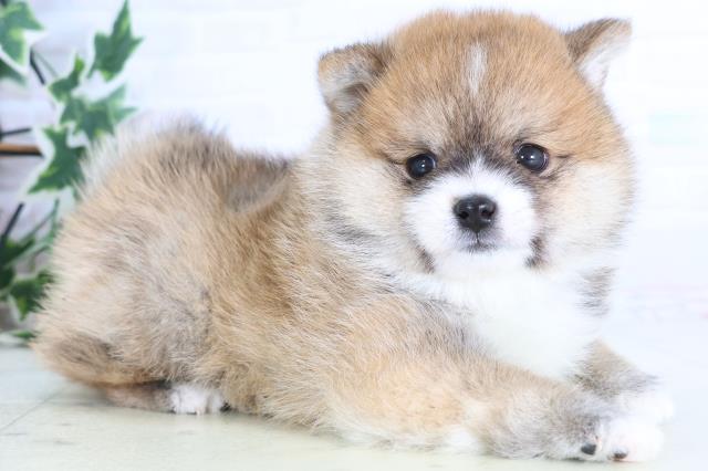 福岡県のポメ柴/豆ポメ/ポメ豆柴(ポメラニアン×柴犬) (Coo&RIKUゆめタウン飯塚店/2025年12月14日生まれ/男の子/赤)の子犬の2枚目の画像