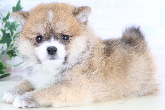 福岡県のポメ柴/豆ポメ/ポメ豆柴(ポメラニアン×柴犬) (Coo&RIKUゆめタウン飯塚店/2025年12月14日生まれ/男の子/赤)の子犬の3枚目の画像