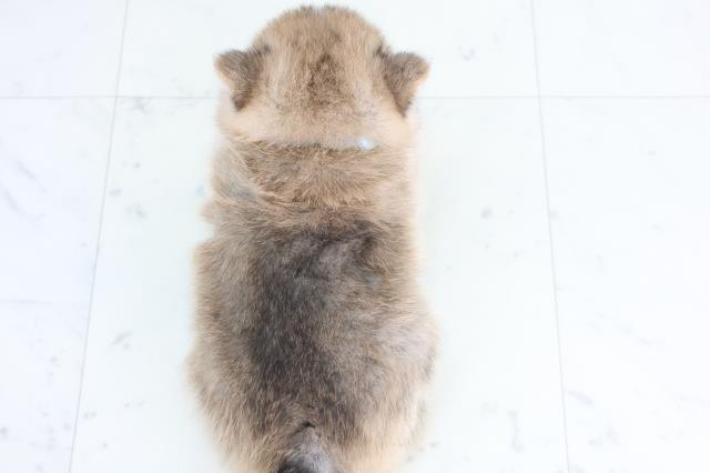 福岡県のポメ柴/豆ポメ/ポメ豆柴(ポメラニアン×柴犬) (Coo&RIKUゆめタウン飯塚店/2025年12月14日生まれ/男の子/赤)の子犬の4枚目の画像