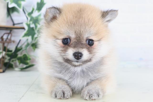 佐賀県のポメ柴/豆ポメ/ポメ豆柴(ポメラニアン×柴犬) (Coo&RIKU佐賀神埼店/2025年12月15日生まれ/女の子/赤)の子犬