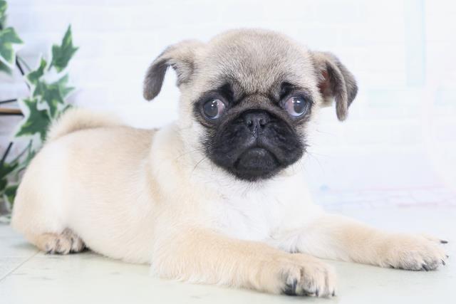 岡山県のパグ (Coo&RIKU岡山店/2025年12月8日生まれ/男の子/フォーン)の子犬の2枚目の画像